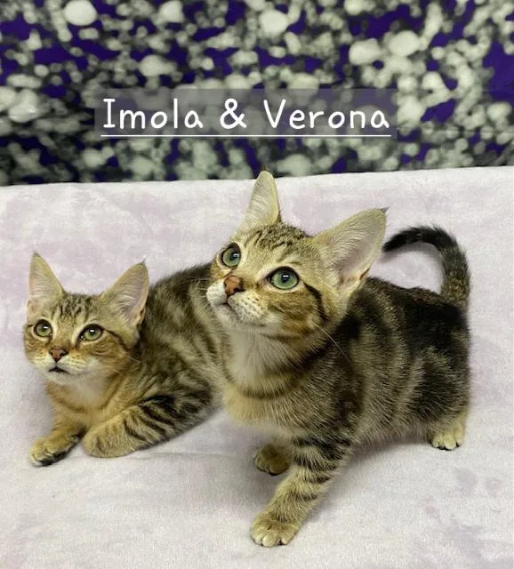 Imola & Verona thumbnail 3