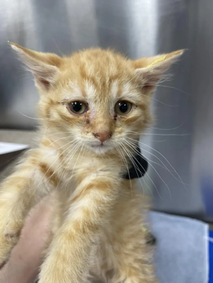 A baby small-sized male Domestic Short Hair cat named Calcite for adoption in Hagerstown, MD
