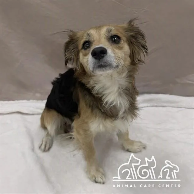 An adult small-sized male Chihuahua dog named Benji for adoption in Irvine, CA