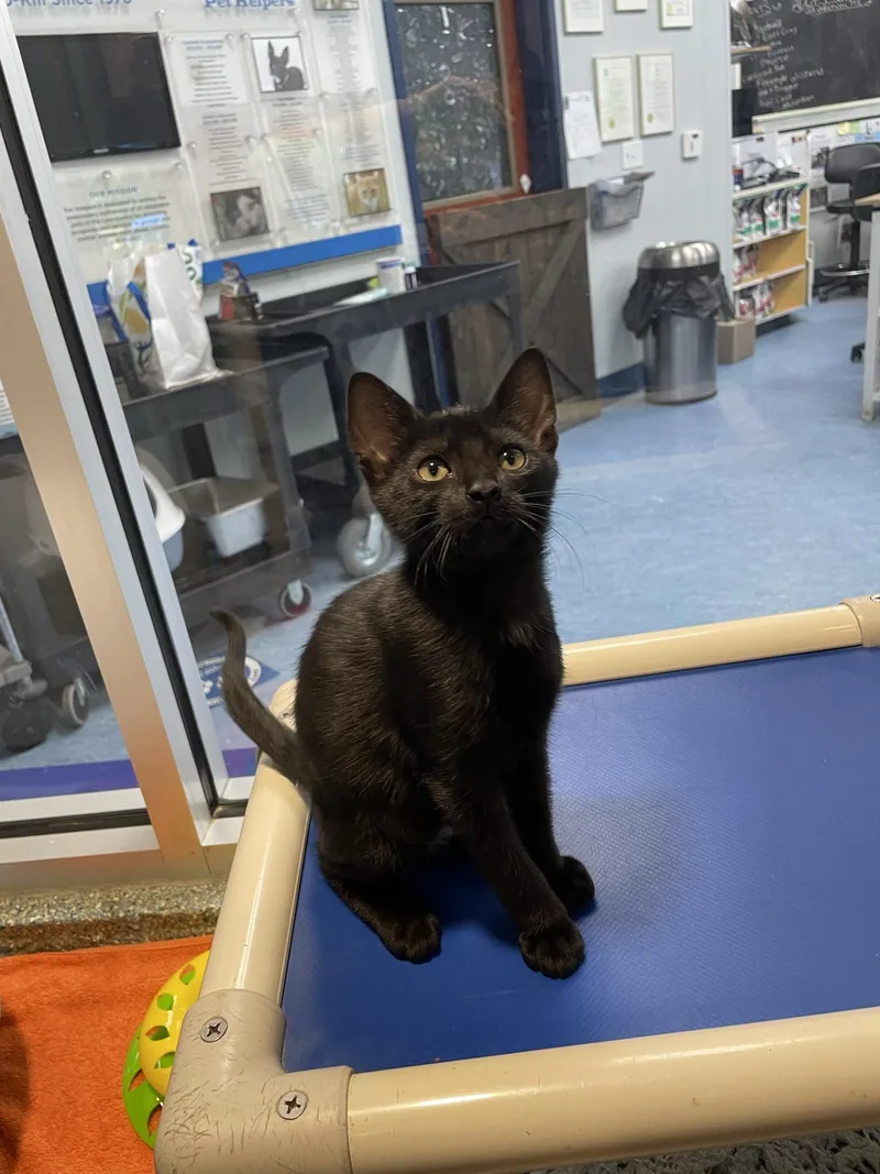 A baby medium-sized male Black Domestic Short Hair cat named Barrow for adoption in Charleston, SC