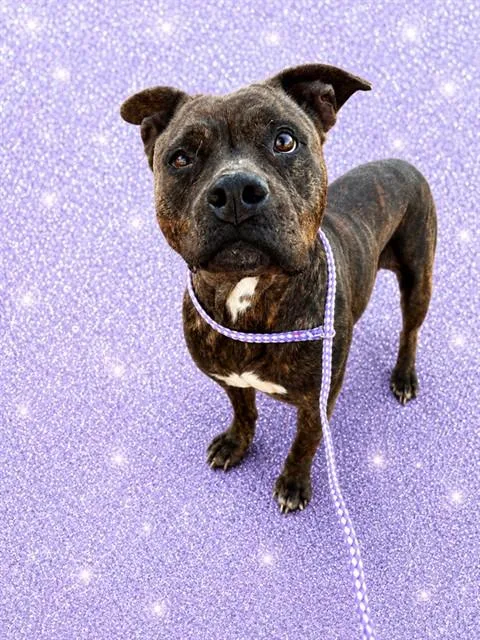 An adult medium-sized female Mixed Breed dog named Tiltawhirl for adoption in Jacksonville, FL