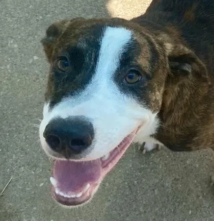 A young medium-sized male Brindle Pit Bull Terrier dog named Dallas for adoption in Glasgow, KY