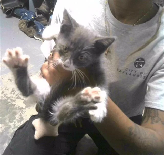 A baby small-sized male Domestic Medium Hair cat named Bobby for adoption in Tallahassee, FL