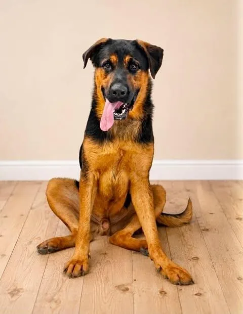A young extra large-sized male German Shepherd Dog dog named Hercules for adoption in Georgetown, OH