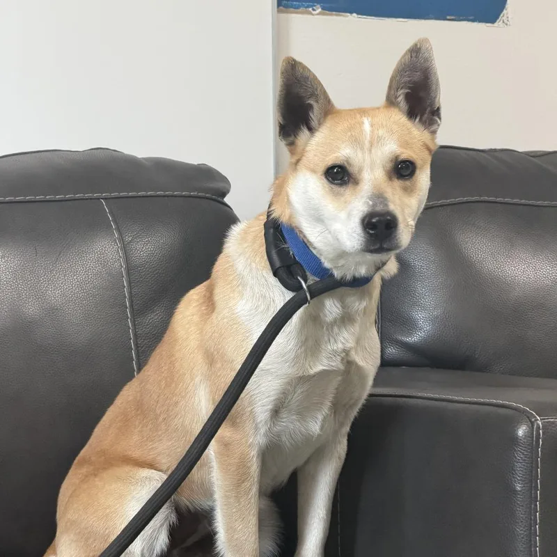 A young medium-sized female Yellow / Tan / Blond / Fawn Mixed Breed dog named Shiba for adoption in Marion, VA