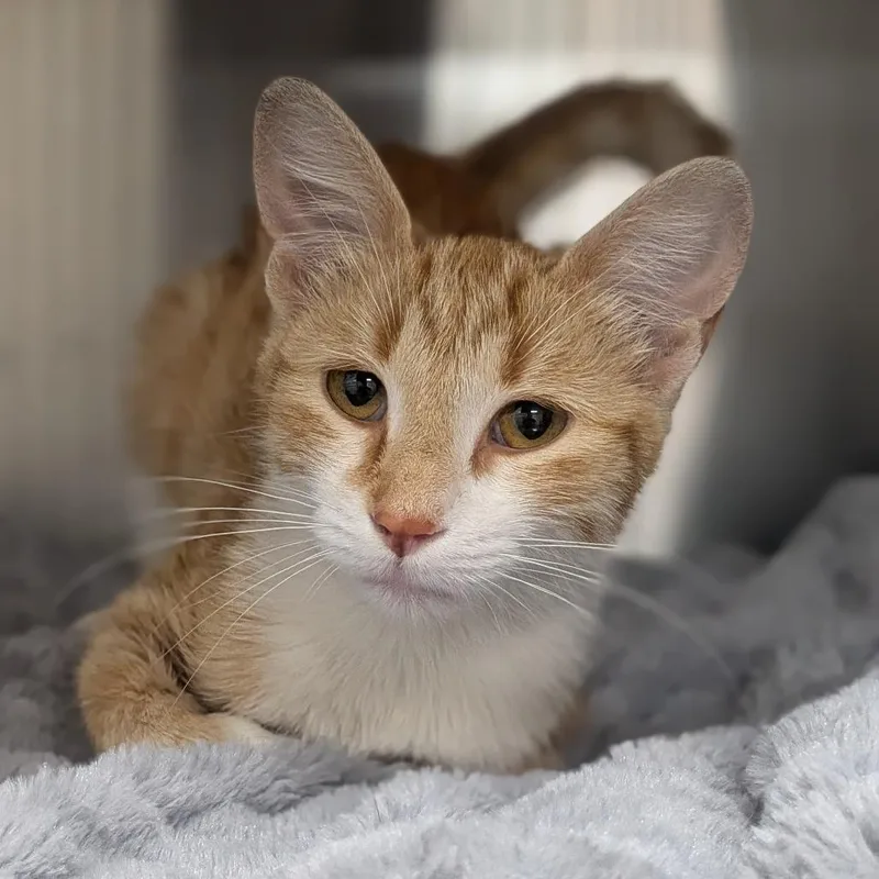 A young small-sized female Orange / Red Domestic Short Hair cat named Gretel for adoption in Prairie du Chien, WI