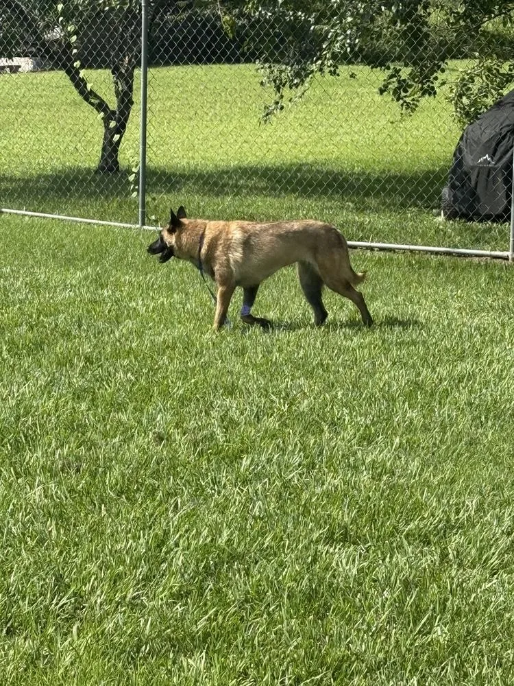 A young large-sized female Belgian Shepherd / Malinois dog named Mindy located in for adoption in Imlay City, MI