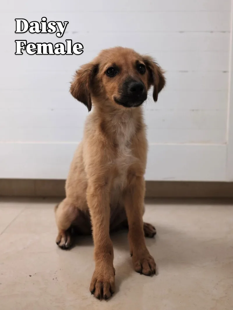A baby medium-sized female Labrador Retriever dog named Daisy for adoption in Lake Hopatcong, NJ