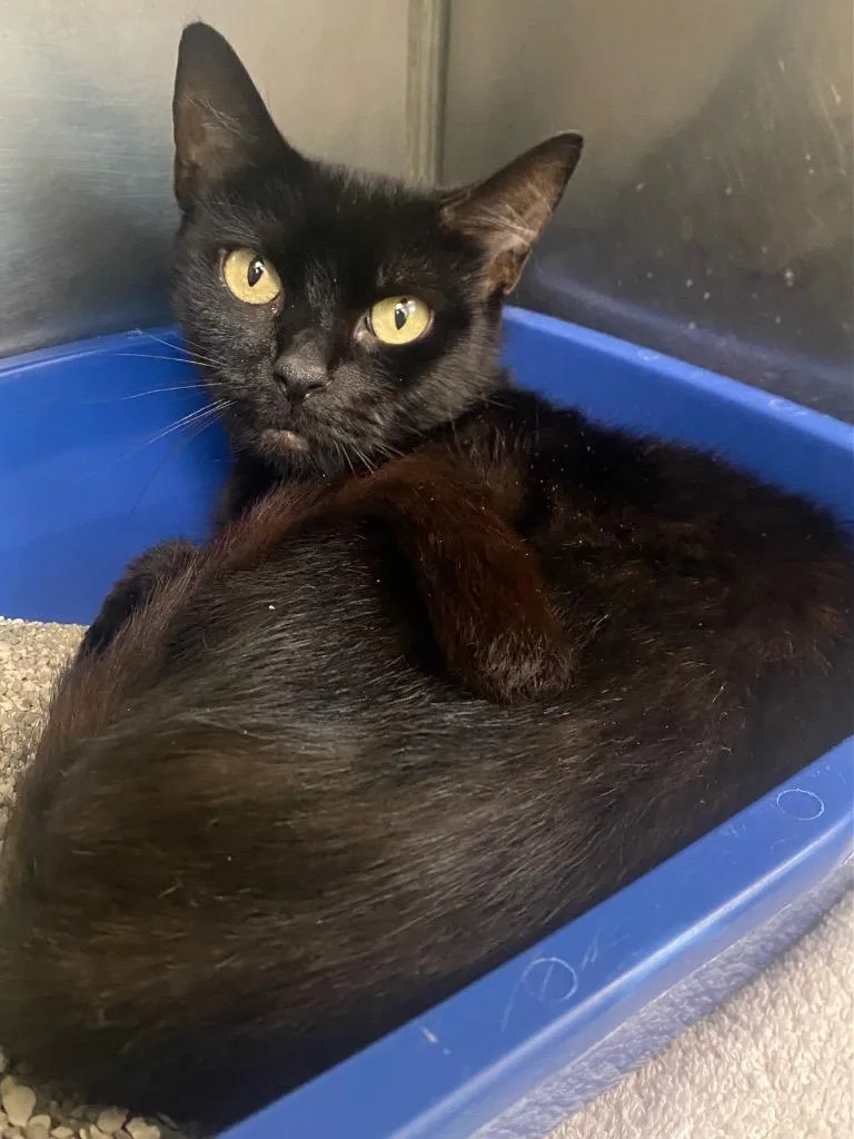 A baby medium-sized female Domestic Short Hair cat named Java for adoption in Fall River, MA
