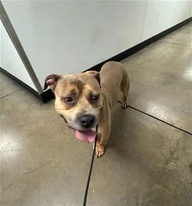 An adult large-sized male Pit Bull Terrier dog named Max for adoption in Van Nuys, CA