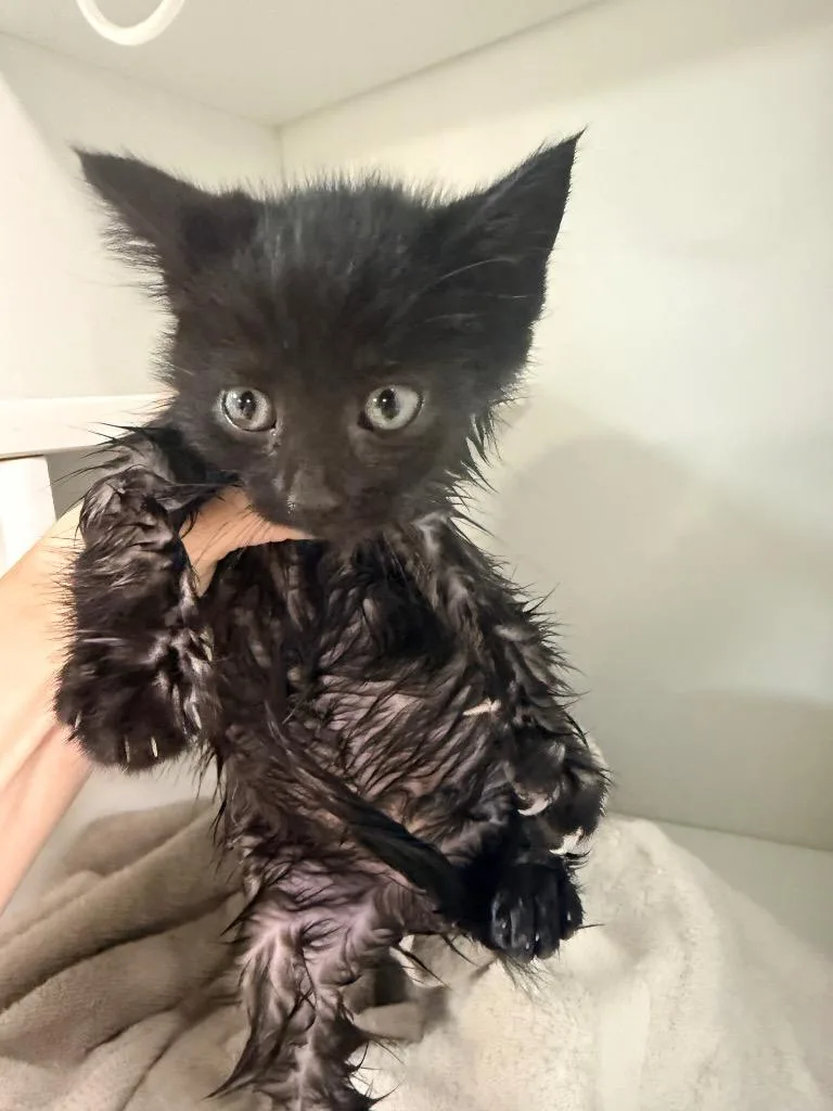 A baby medium-sized male Domestic Short Hair cat named Vader for adoption in Huntington, IN