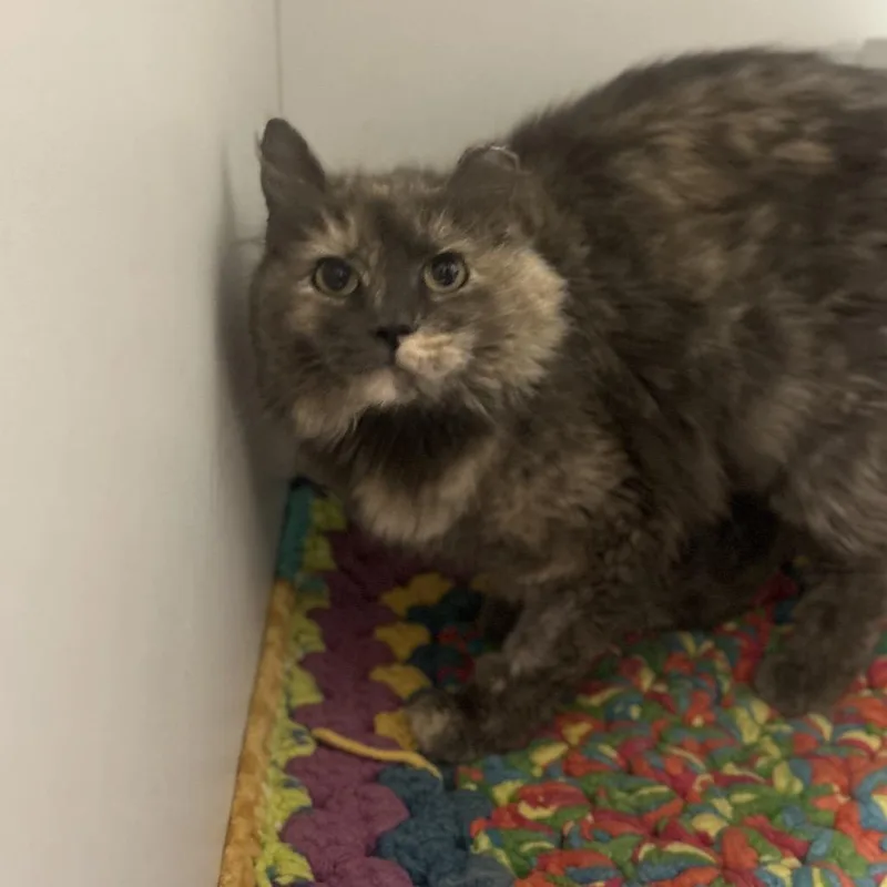 An adult medium-sized female Tortoiseshell Domestic Medium Hair cat named Ziggy Stardust for adoption in Troy, IL