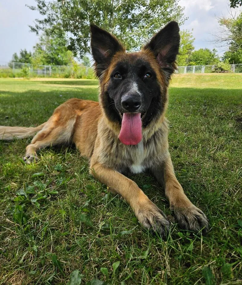A young large-sized female German Shepherd Dog dog named Charlotte for adoption in China Township, MI