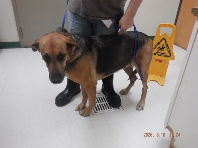 An adult extra large-sized female German Shepherd Dog dog named Greta for adoption in Oroville, CA