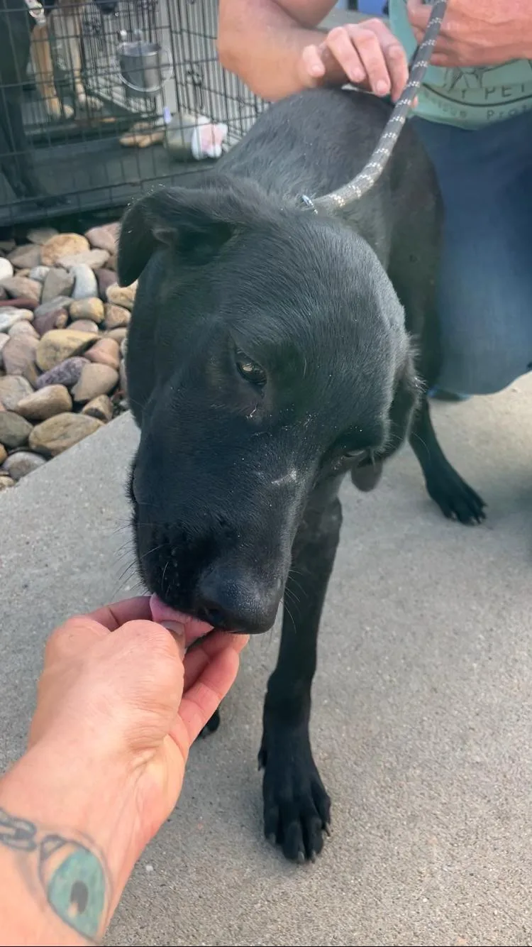 A baby large-sized male Black Labrador Retriever dog named Mike for adoption in Paradise, TX