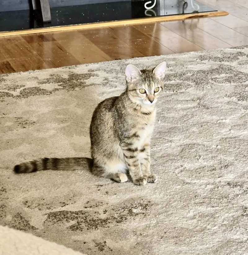 A young medium-sized female Domestic Short Hair cat named Sienna for adoption in Camden, SC