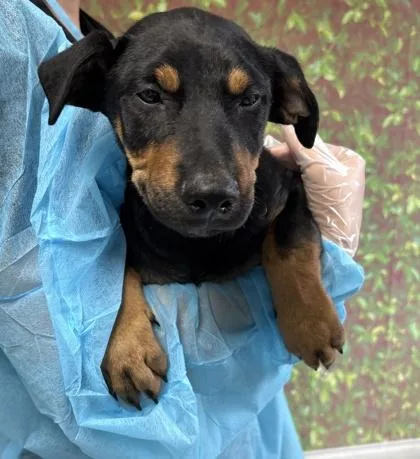 A young small-sized male Shepherd dog named Picasso for adoption in San Antonio, TX
