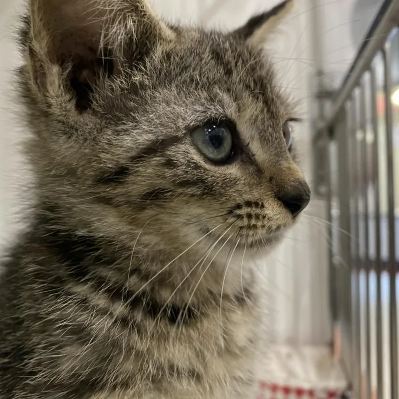 A baby small-sized male Brown / Chocolate Domestic Short Hair cat named Teddy for adoption in Elizabeth City, NC