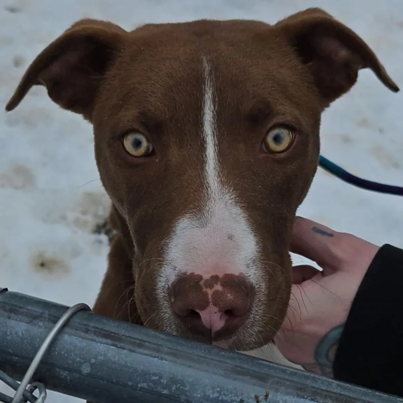 A young medium-sized male Bicolor Pit Bull Terrier dog named Budweiser for adoption in Huntington, WV