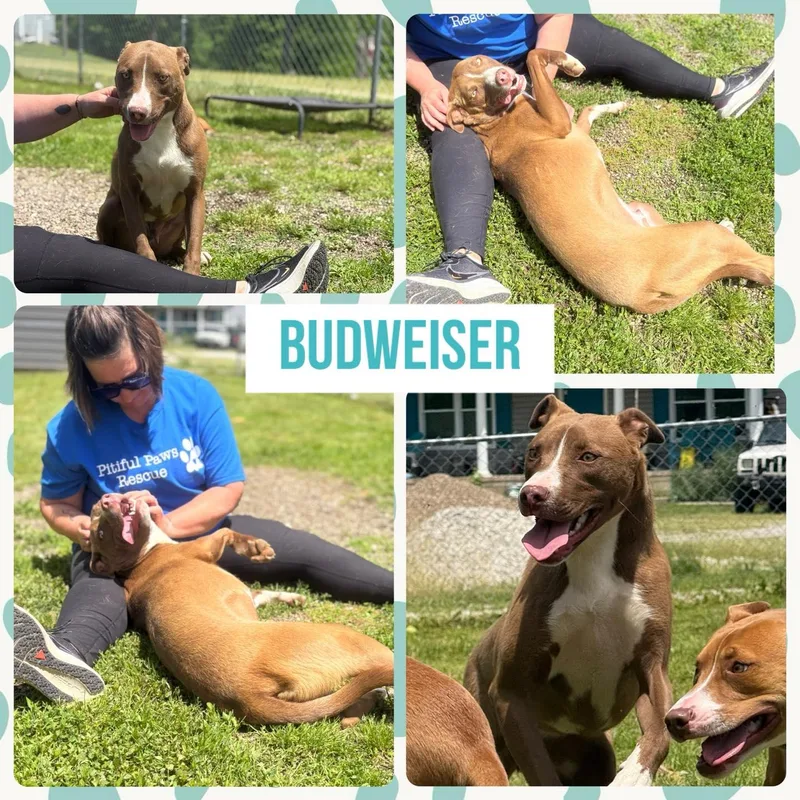 Budweiser thumbnail 5