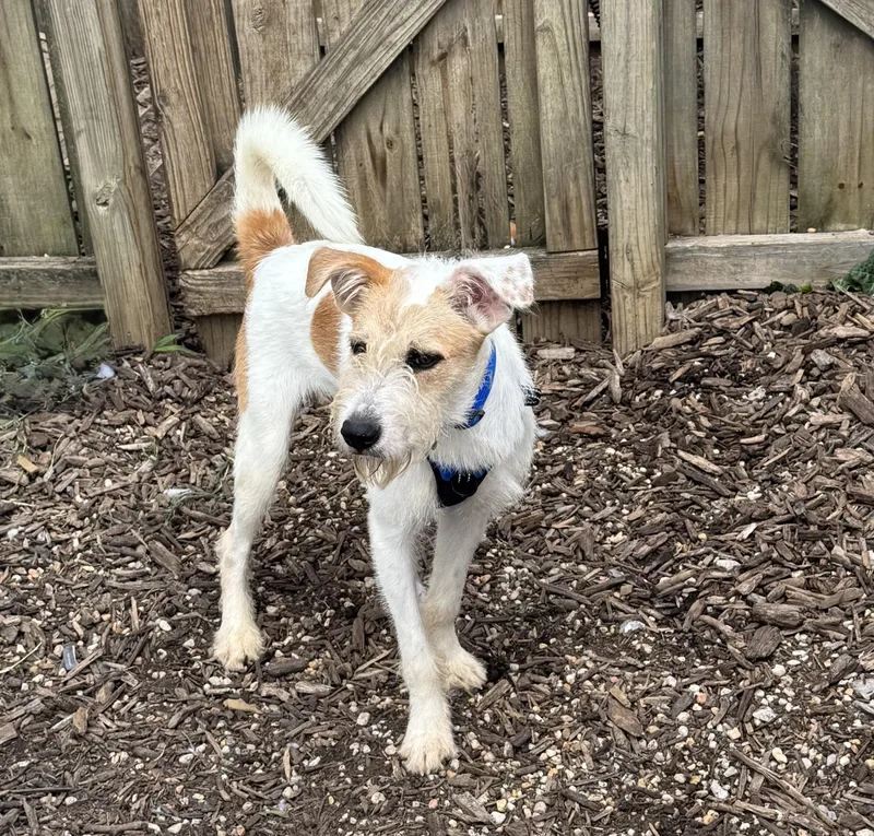A young medium-sized male Terrier dog named Chippy for adoption in Ellicott City, MD