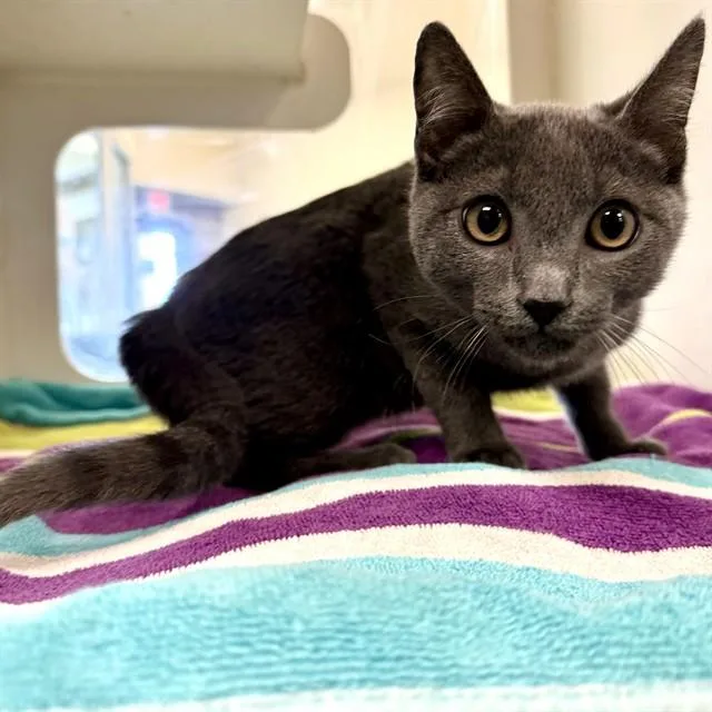 A young small-sized male Domestic Short Hair cat named Nacho for adoption in Riverside, CA