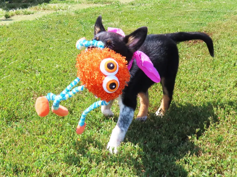 A baby medium-sized female Australian Cattle Dog / Blue Heeler dog named Binky C for adoption in Rogers, AR