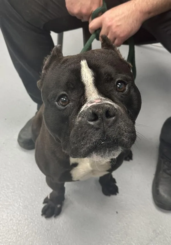 An adult medium-sized male American Bully dog named Pen C for adoption in Lawrenceville, GA