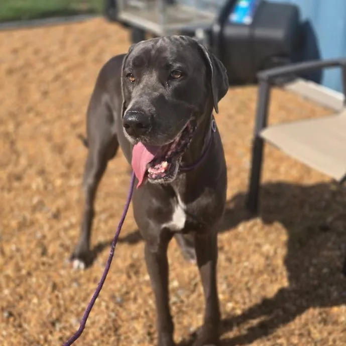 An adult extra large-sized male Gray / Blue / Silver Great Dane dog named Cooper for adoption in Elizabeth City, NC