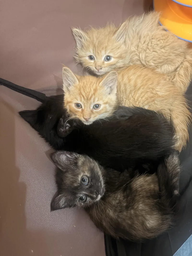 A baby medium-sized female Tortoiseshell Domestic Short Hair cat named Sparkler for adoption in Fruit Heights, UT
