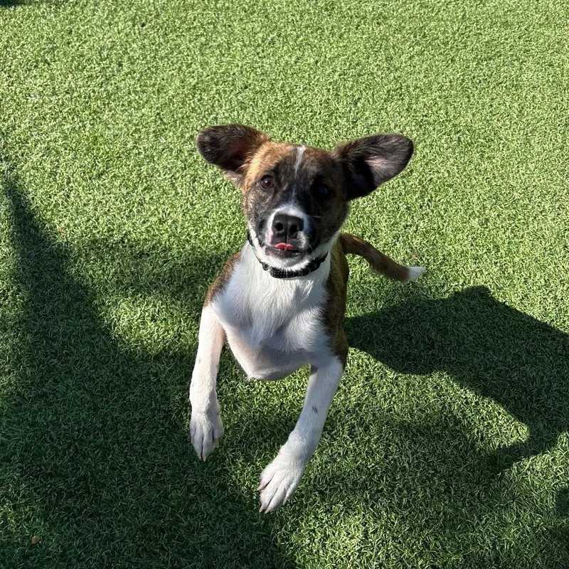 A baby small-sized male Brindle Mixed Breed dog named Urban for adoption in Batavia, OH