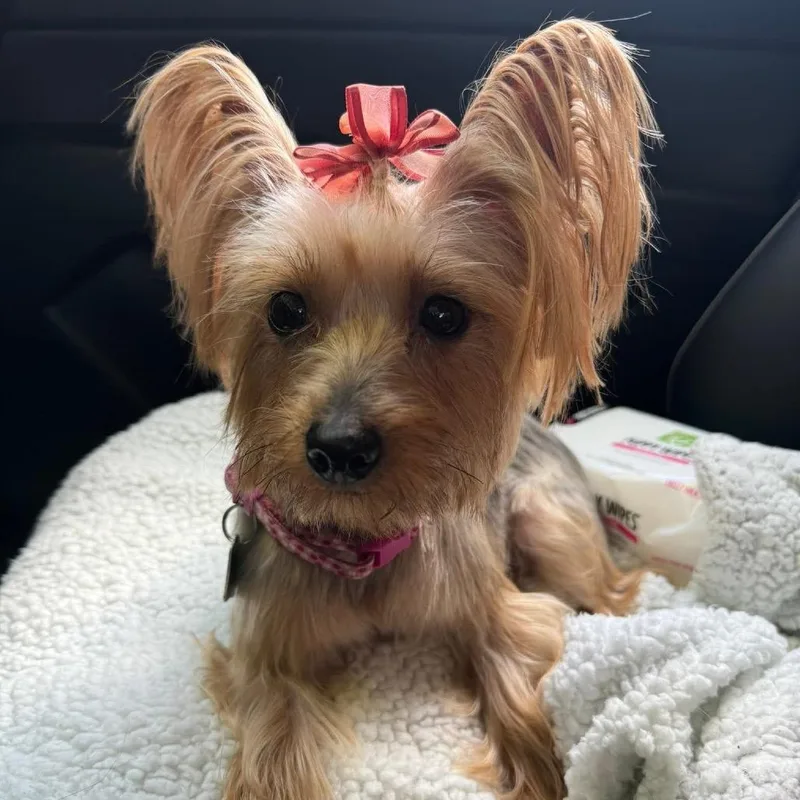 An adult small-sized female Black Yorkshire Terrier dog named Princess for adoption in Wappingers Falls, NY