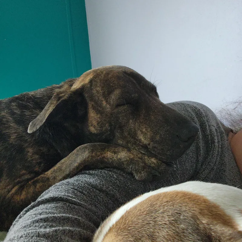 Tiger Lilly thumbnail 2