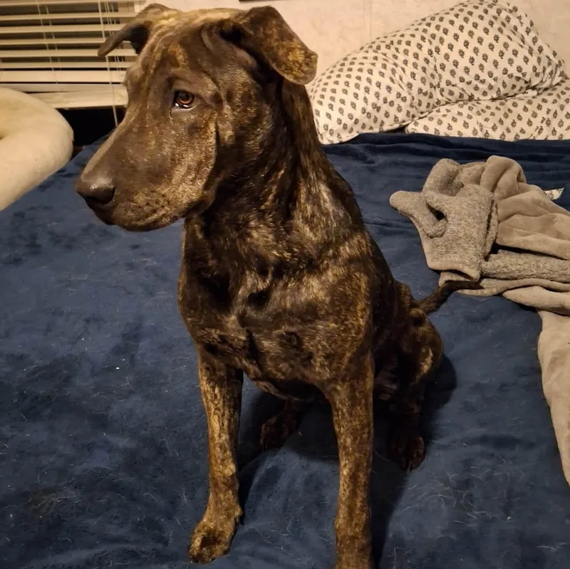 Tiger Lilly thumbnail 3