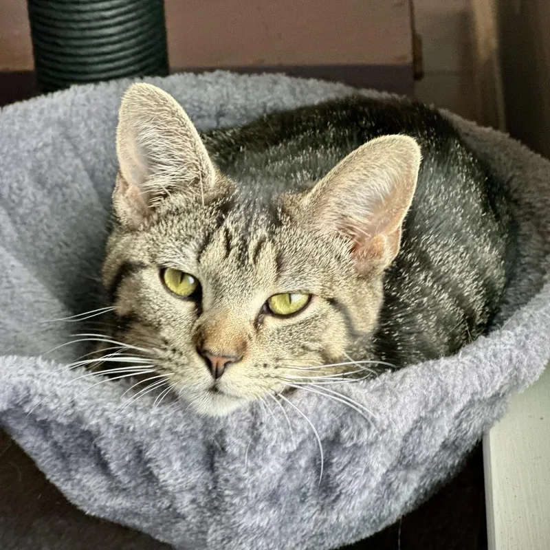 Miss Moppet thumbnail 2