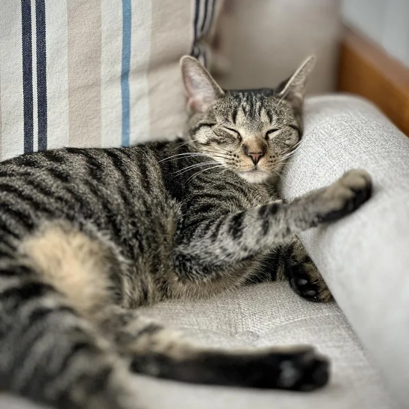 Miss Moppet thumbnail 3