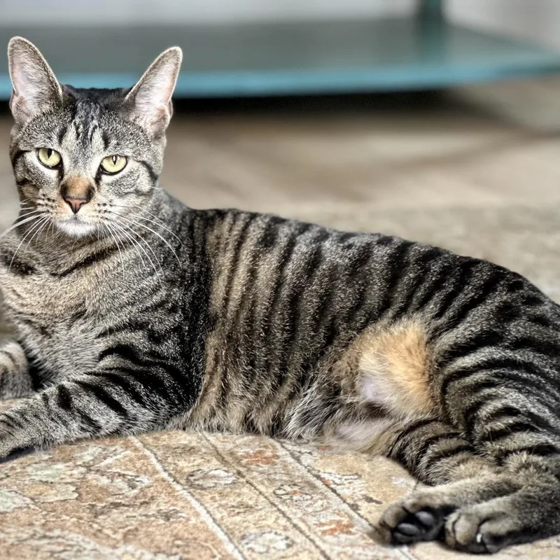 Miss Moppet thumbnail 4