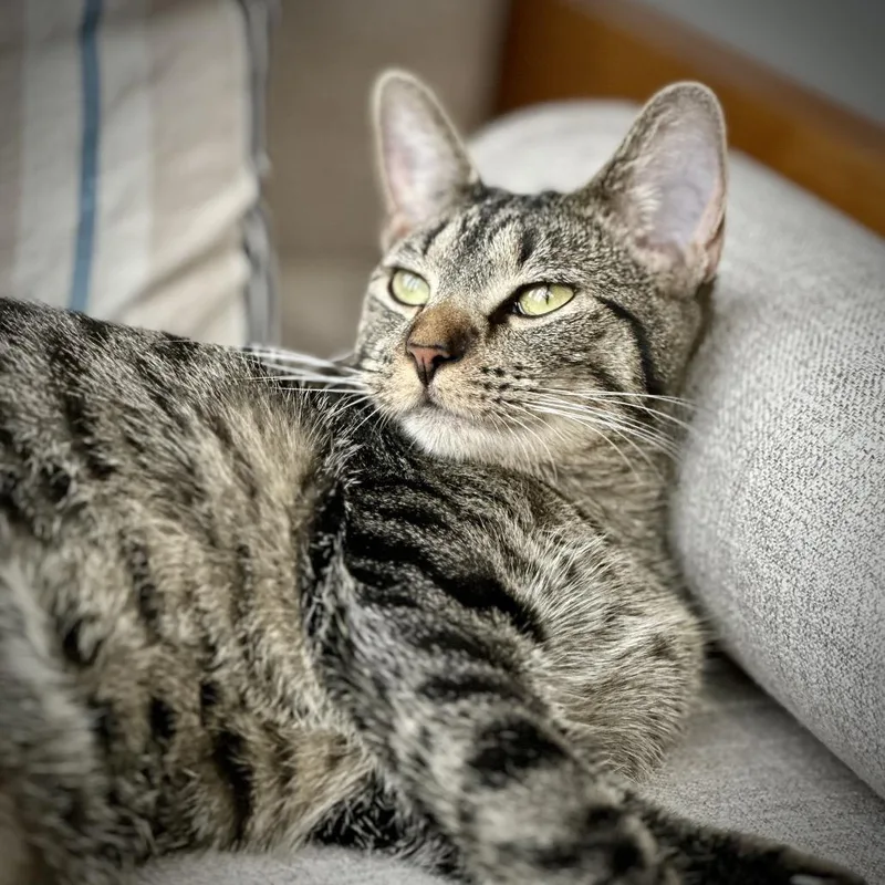 Miss Moppet thumbnail 5