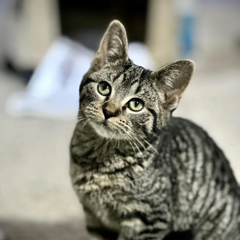 Miss Moppet thumbnail 6