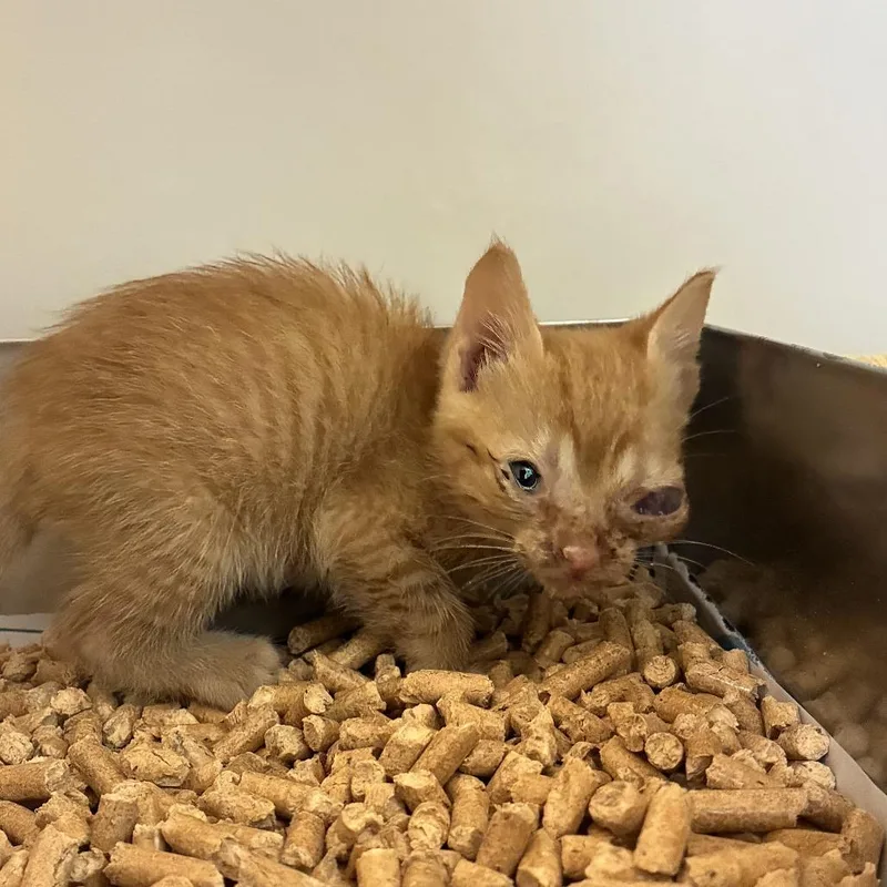 A baby small-sized female Orange / Red Domestic Short Hair cat named 71436 for adoption in Harrisonburg, VA