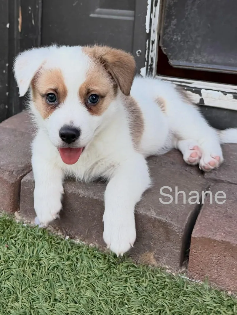 A baby medium-sized male Jack Russell Terrier dog named Shane for adoption in Phoenix, AZ