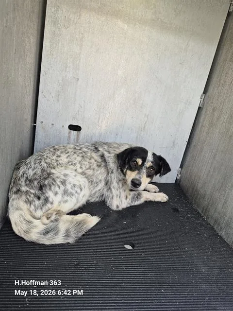 A young medium-sized female Australian Cattle Dog / Blue Heeler dog named Spunky for adoption in San Antonio, TX