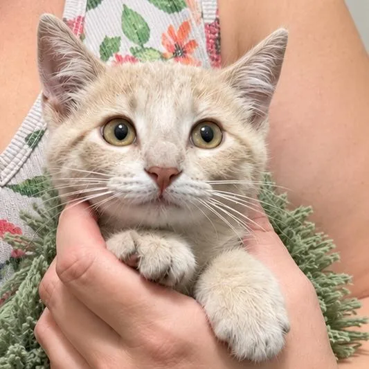 A baby medium-sized male Buff / Tan / Fawn Domestic Short Hair cat named Beetlejuice for adoption in Quincy, OH
