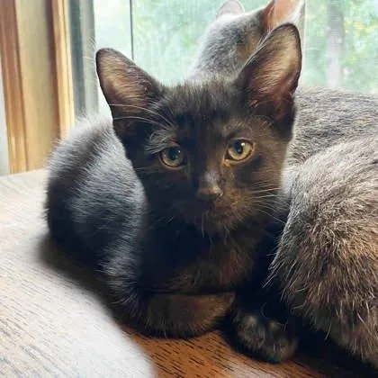 A baby small-sized male Black Domestic Short Hair cat named Hypnos for adoption in Atlanta, GA