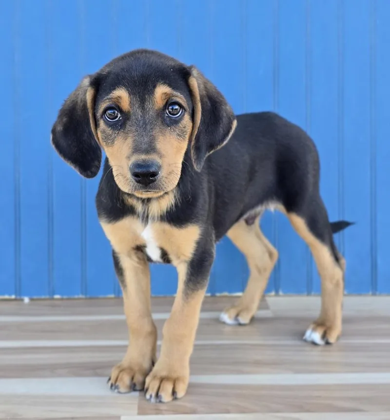 A baby large-sized male Tricolor (Brown, Black, & White) Hound dog named Hans for adoption in Sedalia, CO