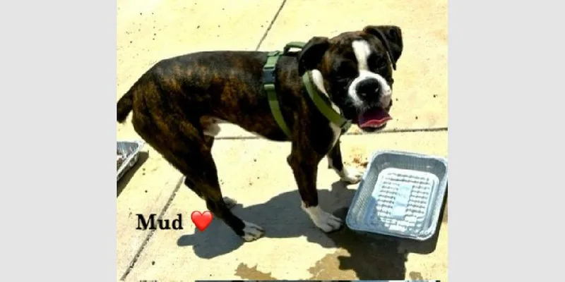 Mud thumbnail 3