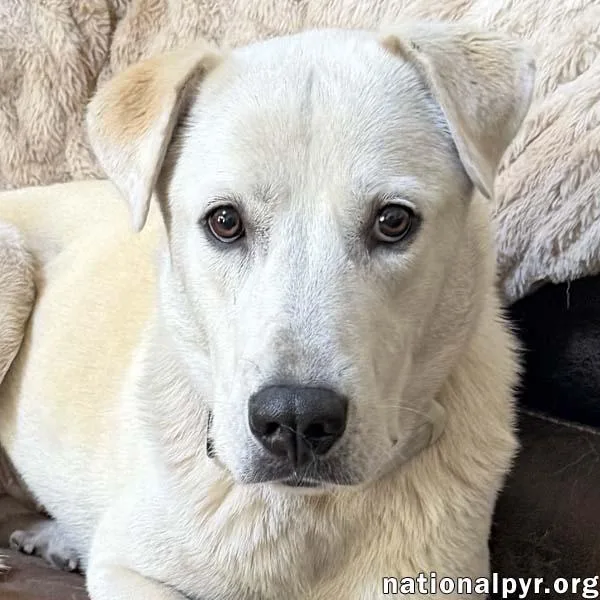 An adult large-sized female Great Pyrenees dog named Biscuit In Fl for adoption in Beacon, NY