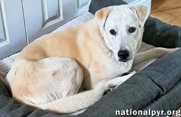 Biscuit In Fl  thumbnail 3