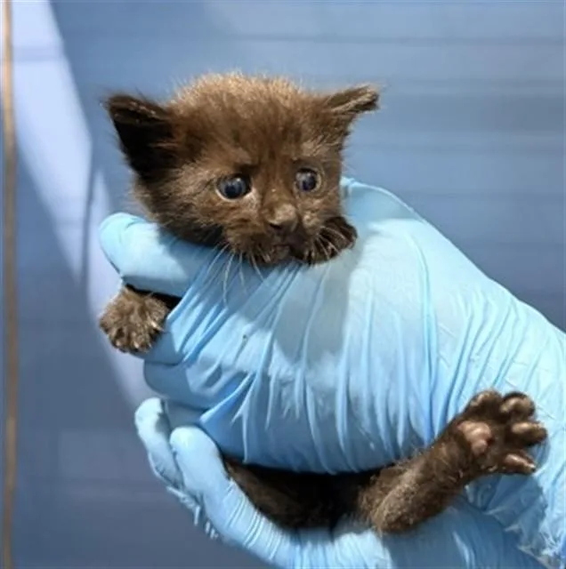 A baby small-sized male Domestic Short Hair cat named Tommy for adoption in San Bernardino, CA
