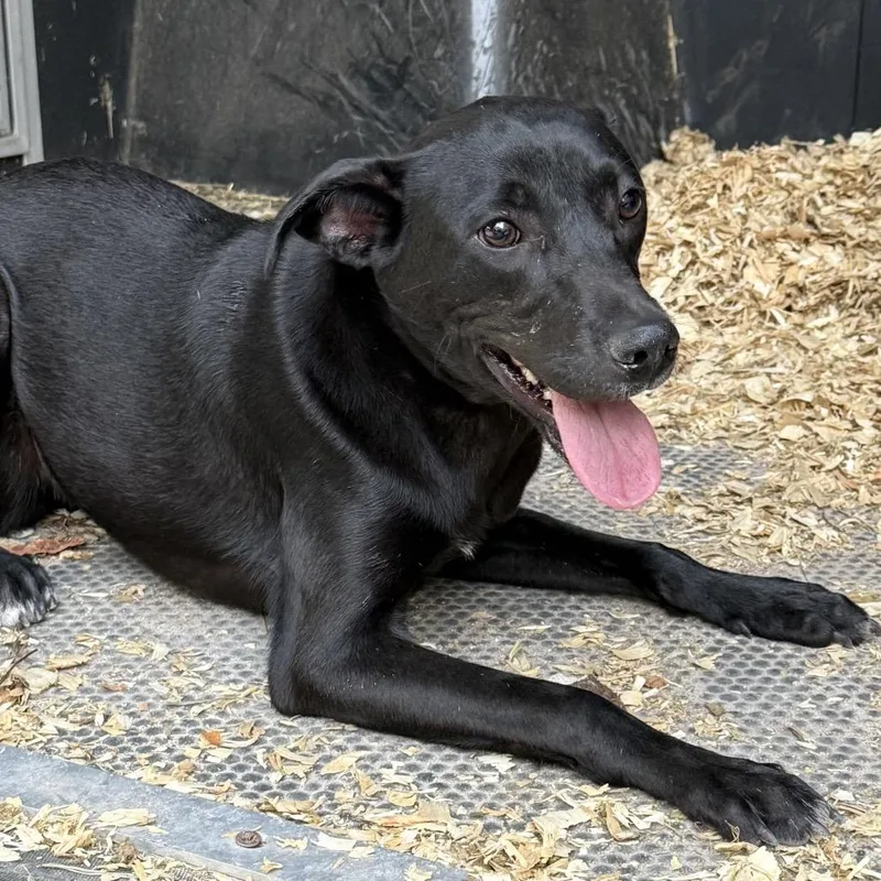 Don Jose Litter Brownie